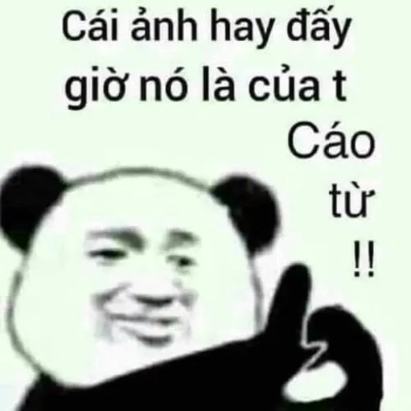 Cáo từ gấu trúc hài