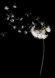 Top 999+ hình nền đen 3D huyền bí cho điện thoại đẹp nhất