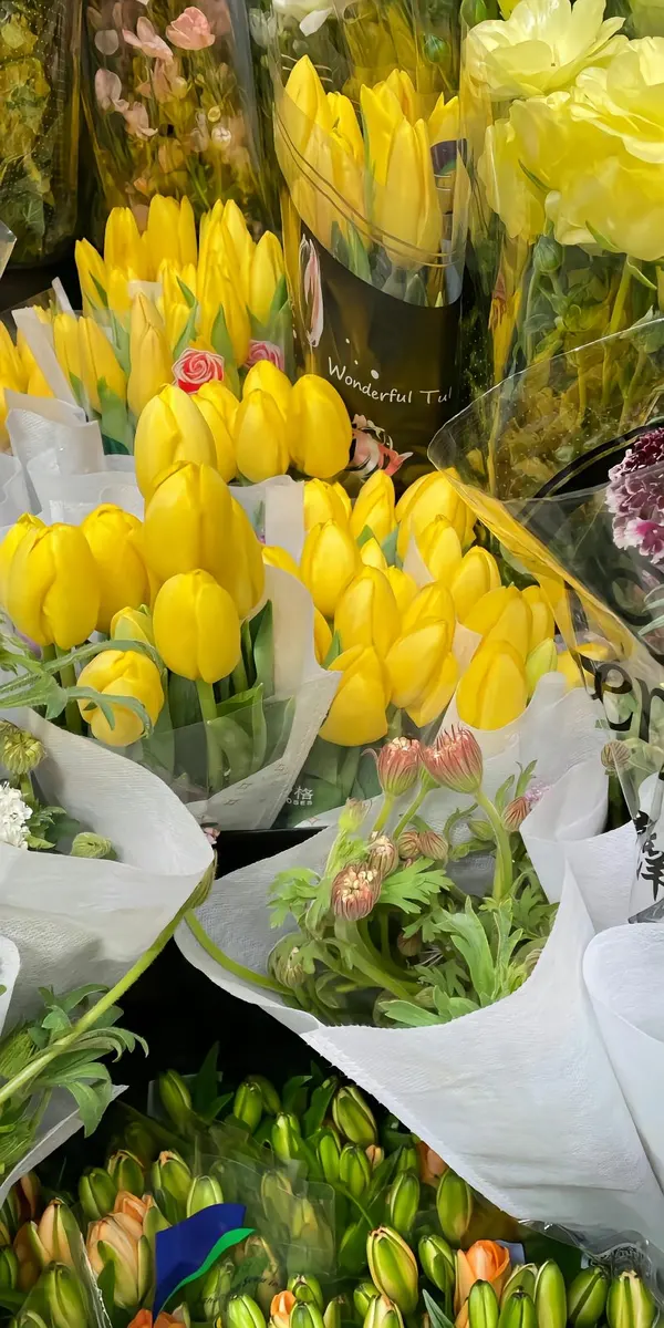 ảnh hoa tulip màu vàng 