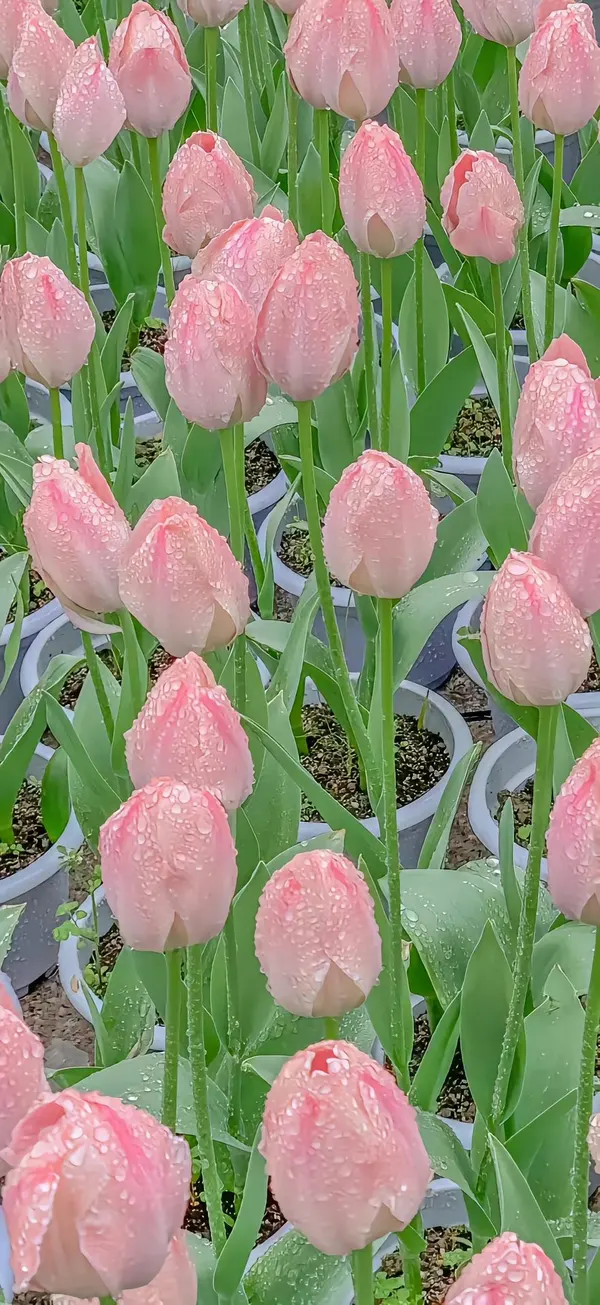 ảnh hoa tulip 