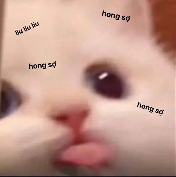 ảnh meme hài hước cute mèo 