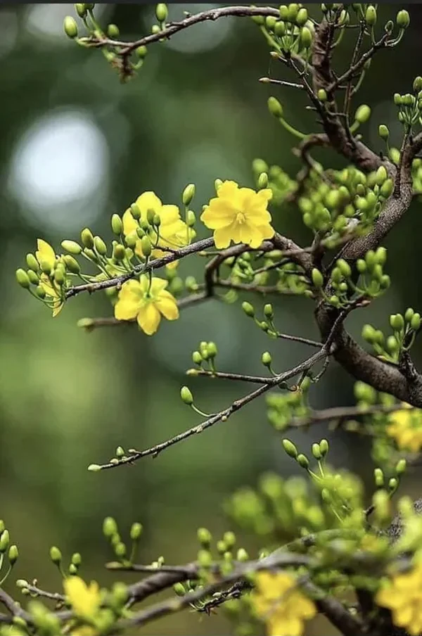 hình ảnh hoa mai đón năm mới 