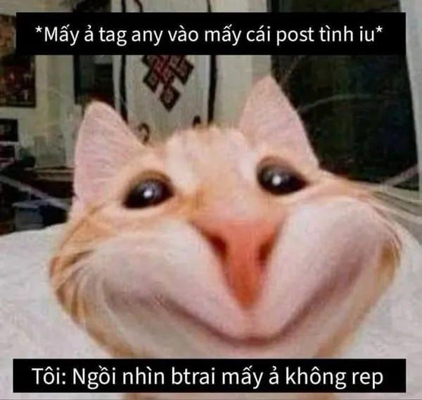 meme mèo hài