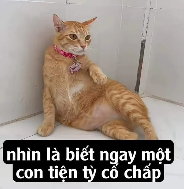 meme mèo khinh bỉ