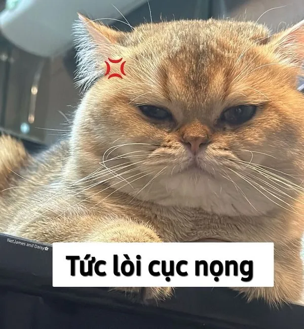 meme mèo tức giận