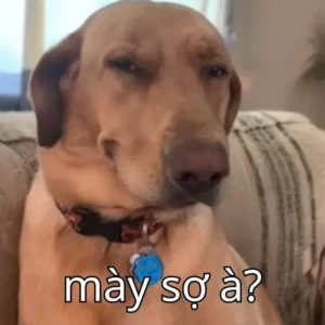 122+ ảnh bạn sợ à meme - Hot trend gây bão cộng đồng mạng!