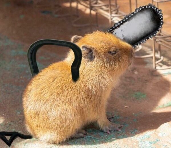 capybara meme cầm cưa 