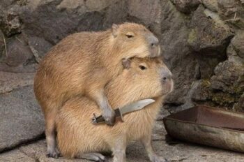 Tổng hợp 67+ ảnh Capybara meme vui nhộn hài hước nhất