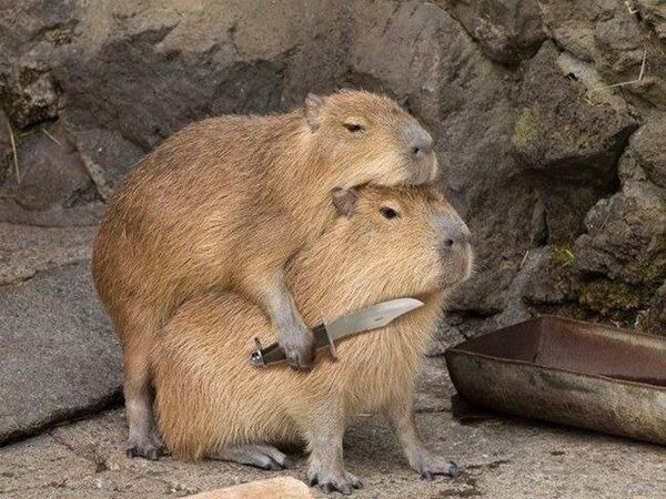 capybara meme cầm dao 