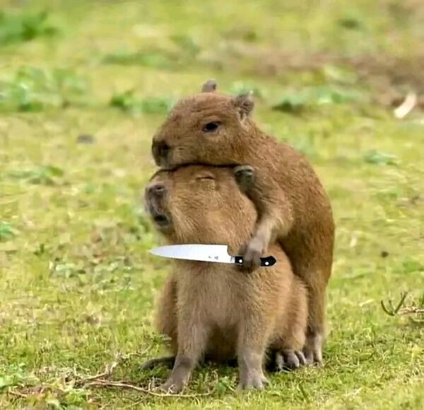 capybara meme cầm dao dí 