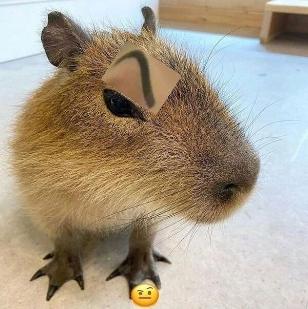 capybara meme lườm 