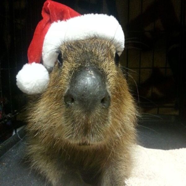 capybara meme noel 