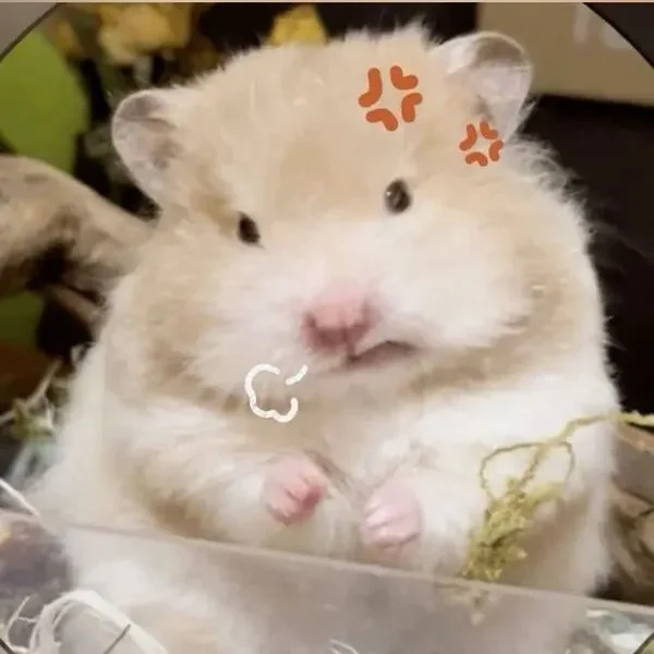 hamster meme 