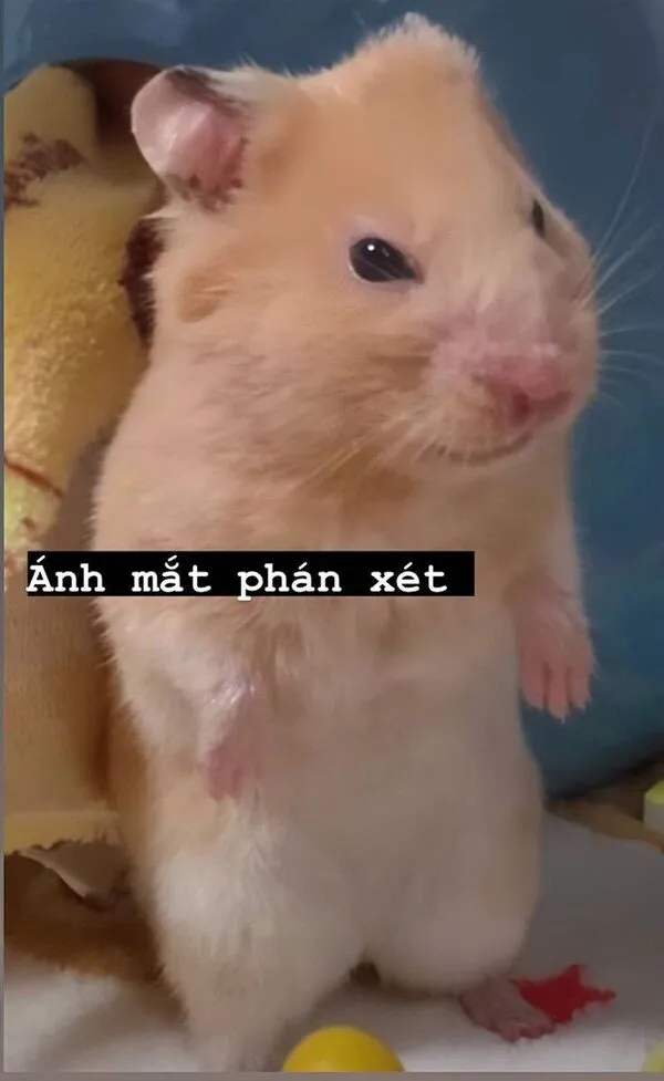 hamster meme ánh mắt phán xét 