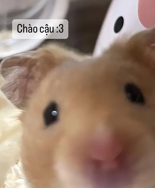 hamster meme chào cậu 