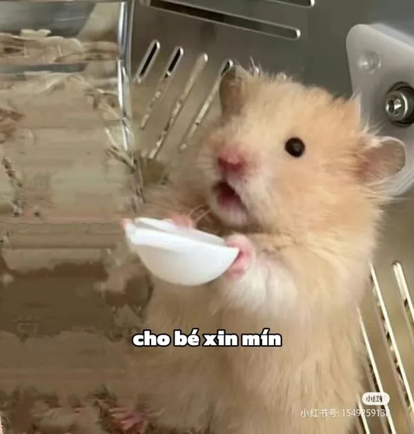 hamster meme cho bé xin miếng 