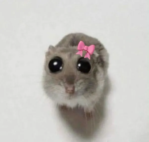 hamster meme cute nhất 