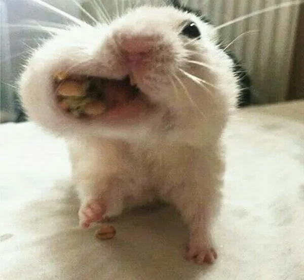 hamster meme đang ăn 