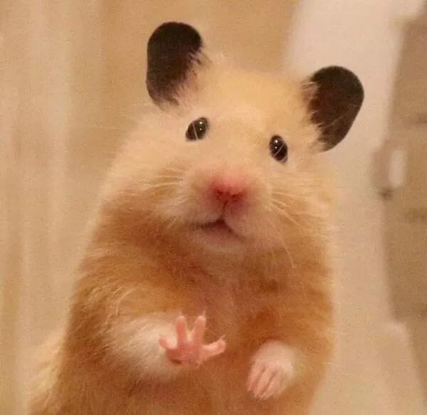 hamster meme đáng yêu 