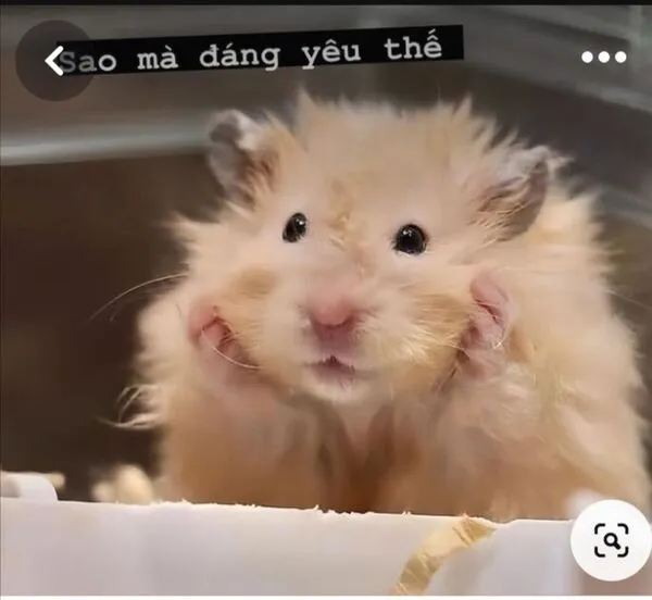 hamster meme đáng yêu thế 