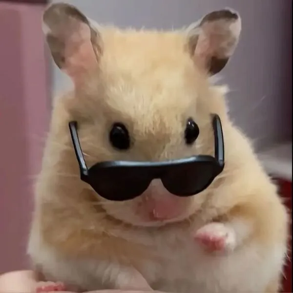 hamster meme đeo kính 