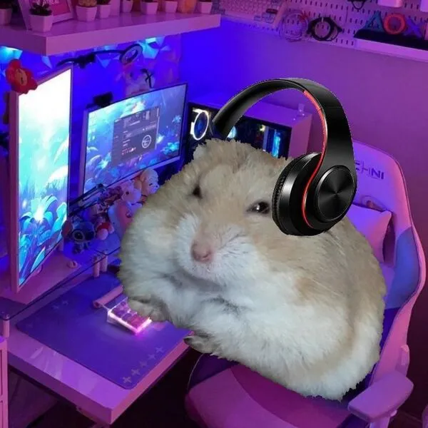 hamster meme đeo tai nghe 