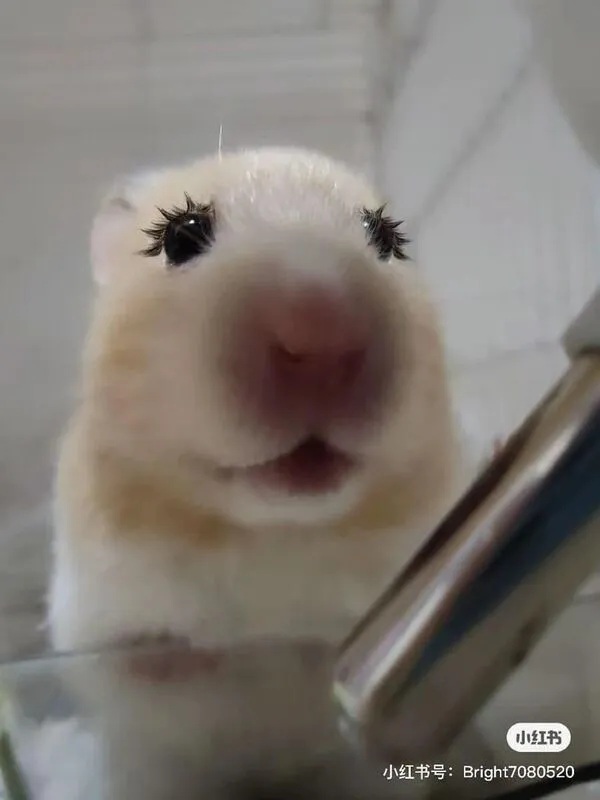 hamster meme gắn mi 