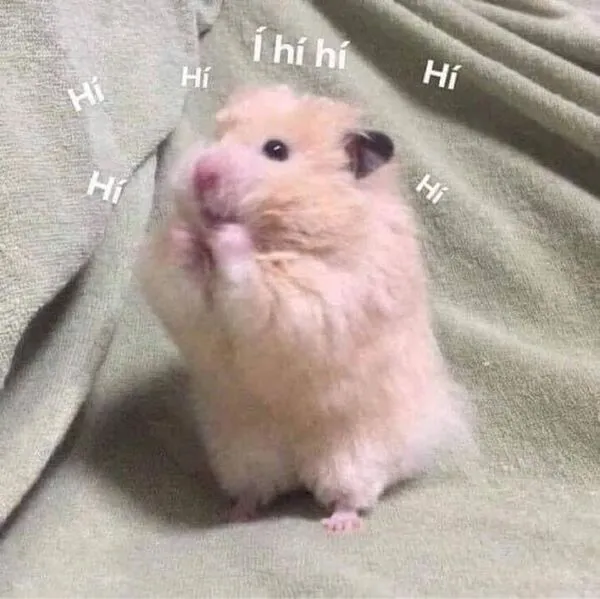 hamster meme hi 