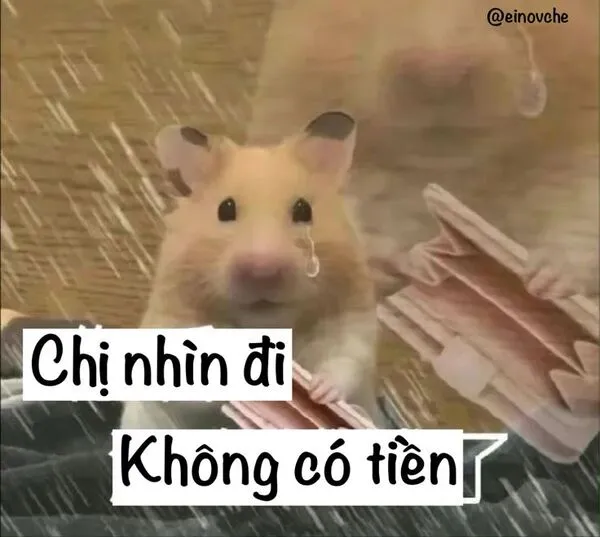 hamster meme không có tiền 