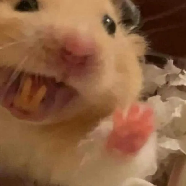 hamster meme la hét 