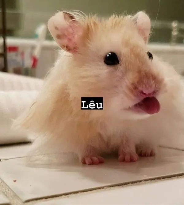 hamster meme lêu lêu 