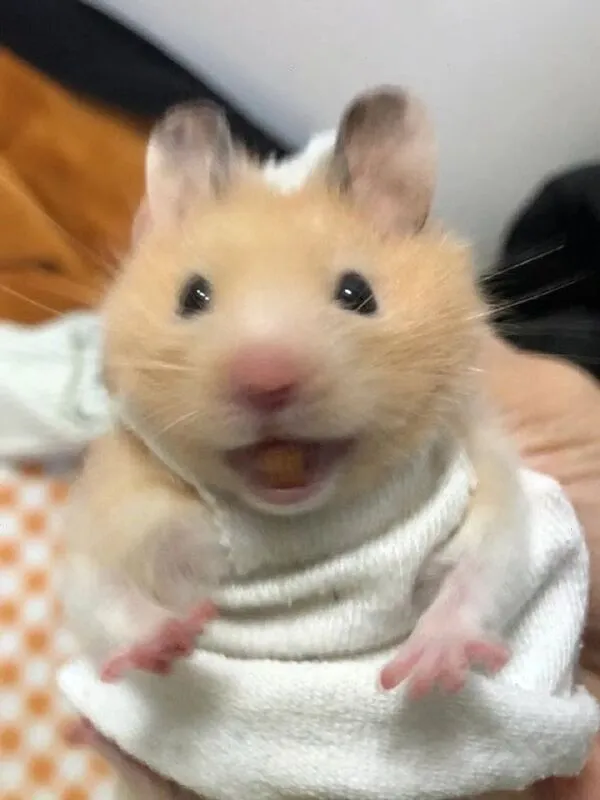 hamster meme mới nhất 