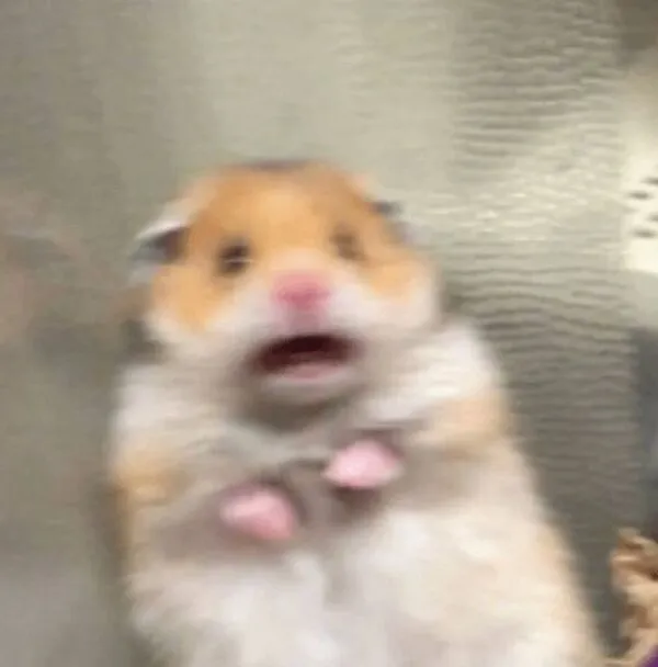 hamster meme sợ hãi 