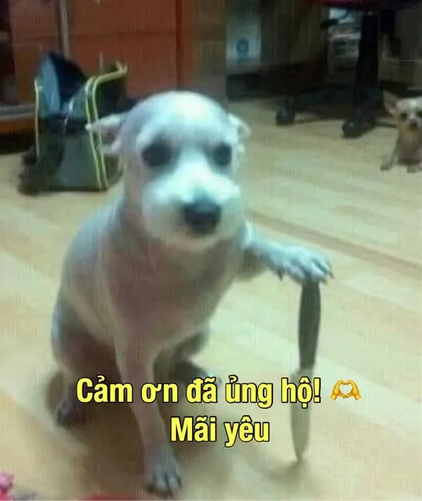 meme cầm dao cảm ơn đã ủng hộ 