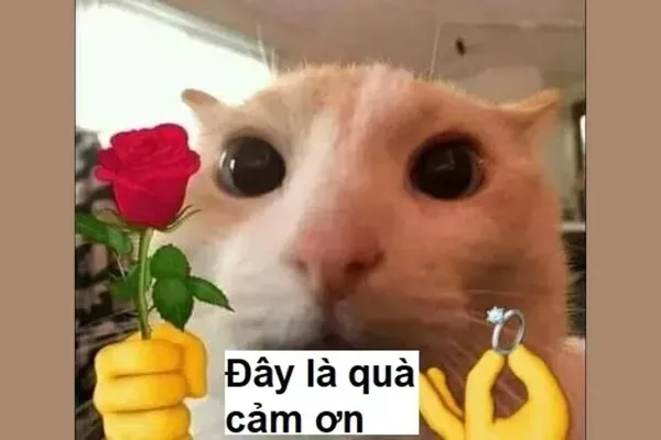 meme cảm ơn 