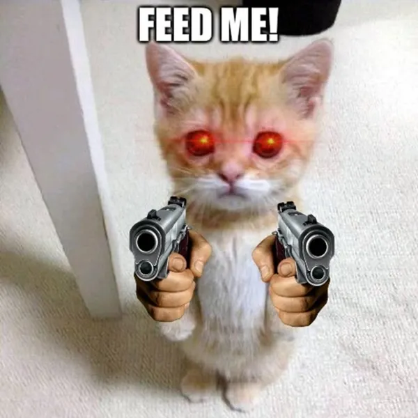 meme cầm súng feed me 