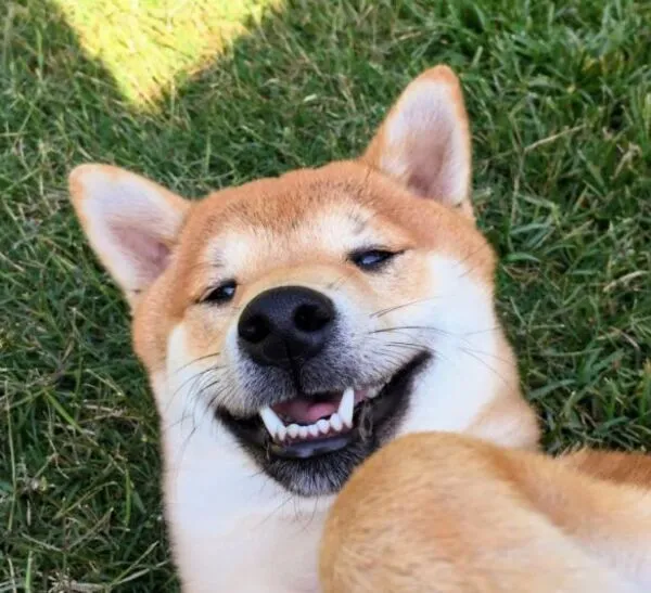 meme cười đểu shiba 