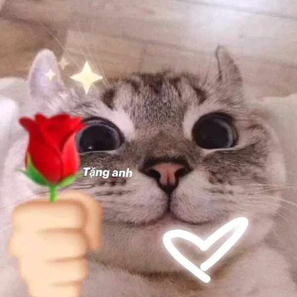 meme cute mèo tặng hoa 