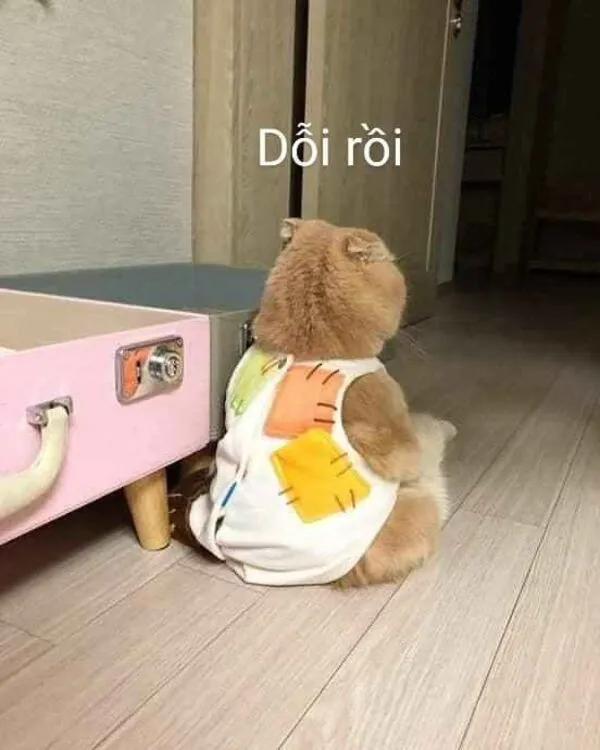 meme dỗi rồi 