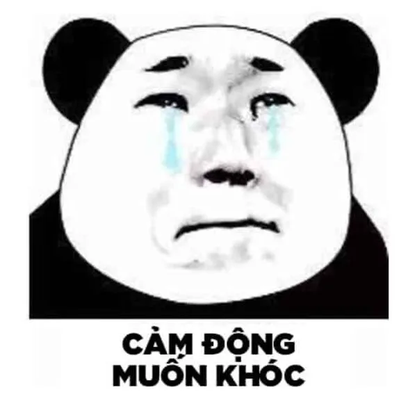 meme gấu trúc cảm động muốn khóc 