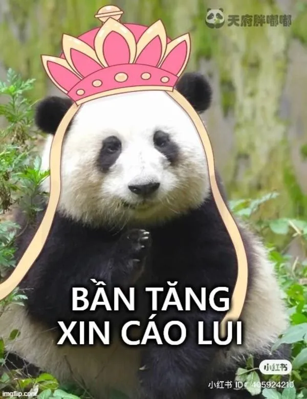 meme gấu trúc xin cáo lui 