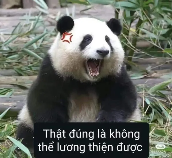 meme gấu trúc