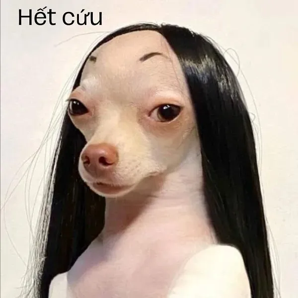 meme hết cứu chó đội tóc giả 