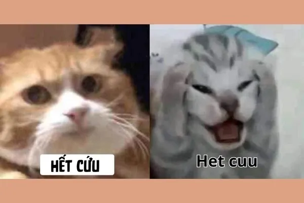 meme hết cứu mèo 