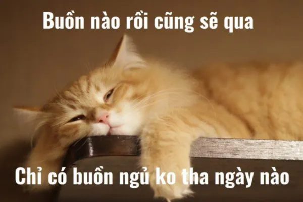 meme ngủ ngon mèo cute 