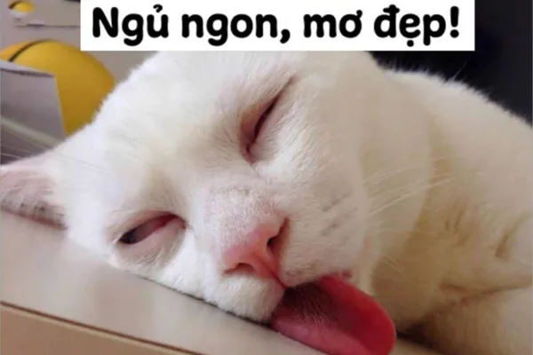 meme ngủ ngon mơ đẹp 