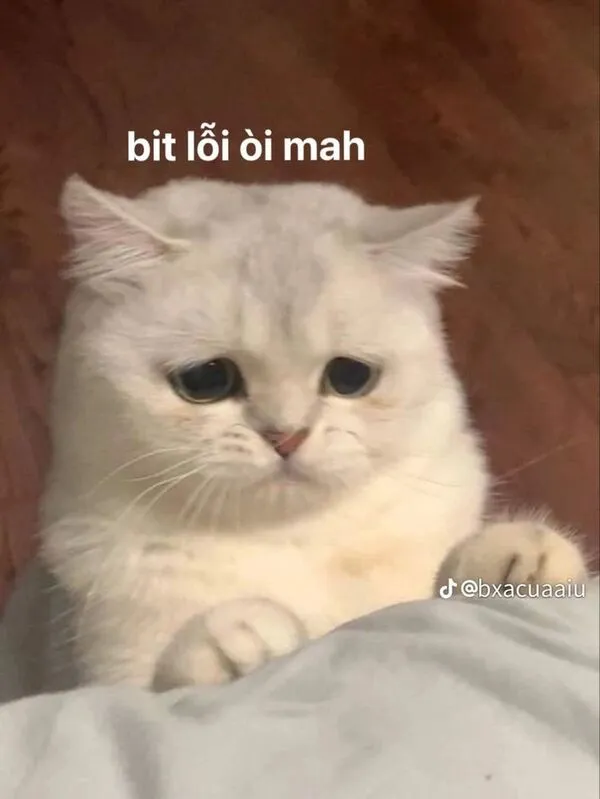 meme xin lỗi biết lỗi rồi 