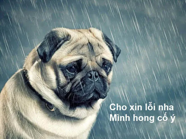 meme xin lỗi chú chó 