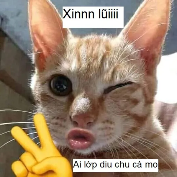 meme xin lỗi mèo chu mỏ 