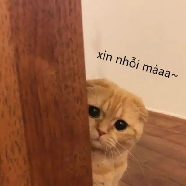 meme xin lỗi mèo cute 